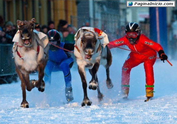 Campionato di sci con renne!