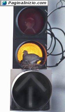 Dove c'è semaforo, c'è casa...