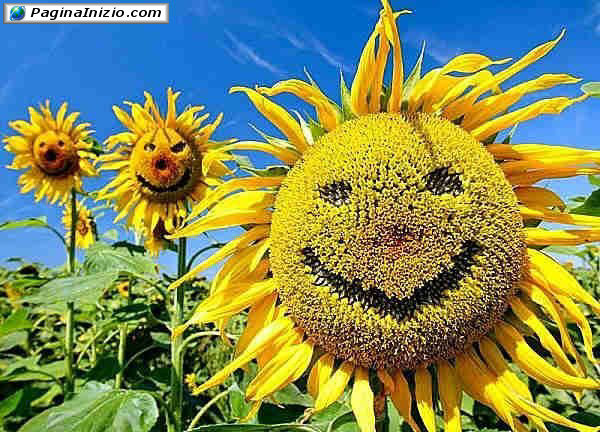 Girasoli felici