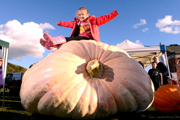 Una zucca per giganti