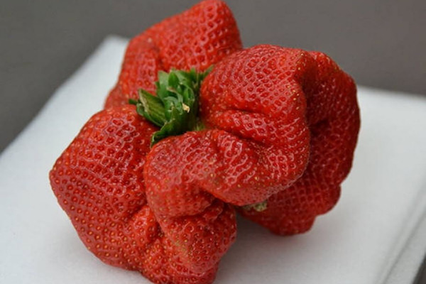 Fragola da guinness