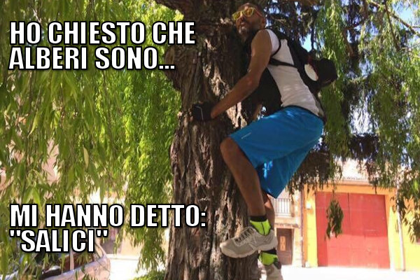Che alberi sono?