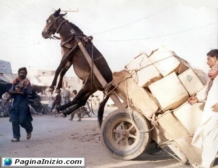 Che impennata!