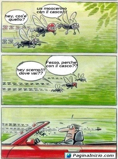 Moscerini intelligenti!