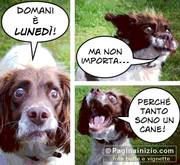Cose da cani...