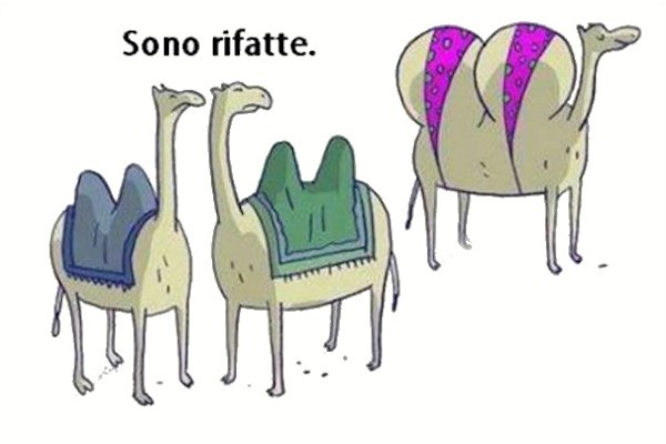 Pettegolezzi tra cammelli