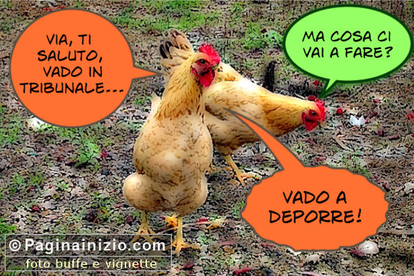 Tra galline...