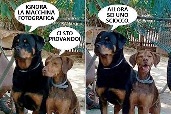 Cani e obiettivi