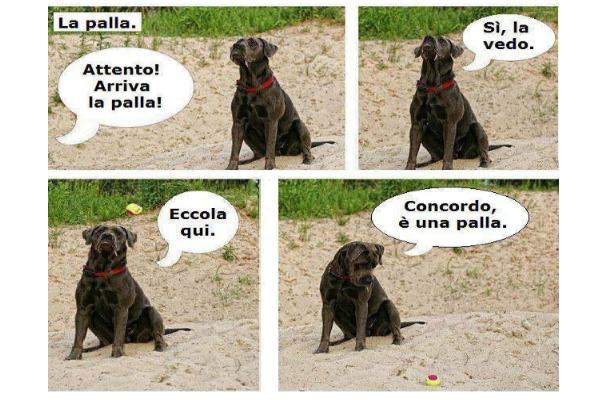 Cani pigri...