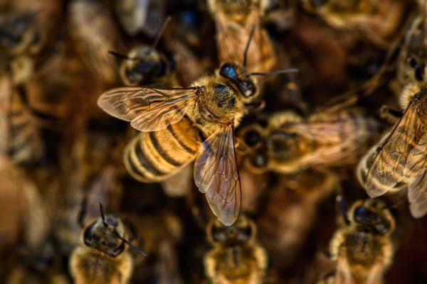 L'estinzione delle api avrebbe un impatto devastante sulla sopravvivenza umana e sull'ambiente