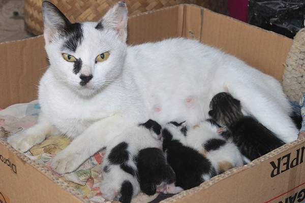 Una mamma gatta con i suoi piccoli