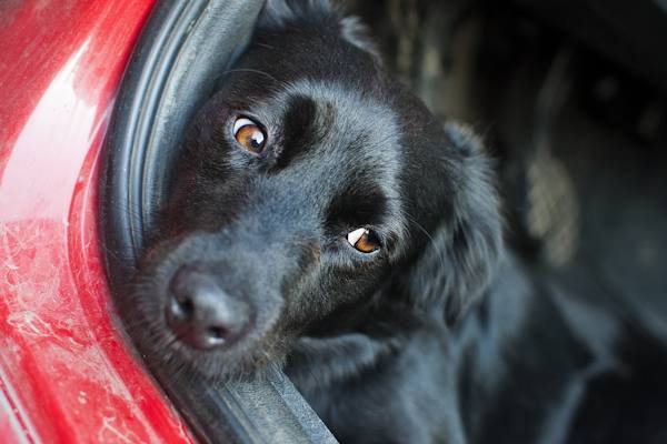 Come accade per noi, i cani possono soffrire il mal d'auto