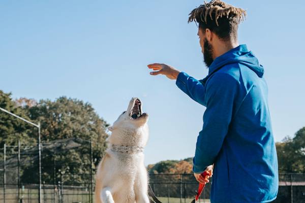 Come è possibile evitare che il cane salti addosso alle persone?