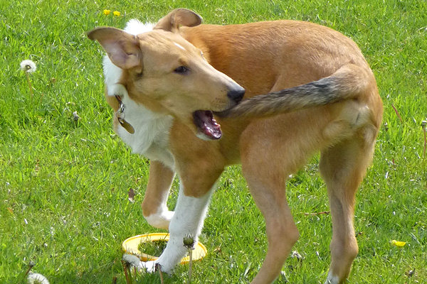 Cane che si rincorre la coda