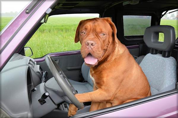 Trasportare il cane in auto  un piacere, ma pu lasciare odori persistenti