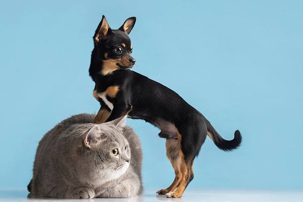 Cani e gatti domestici possono vivere insieme in armonia, scopriamo come