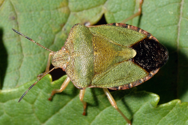 Palomena prasina