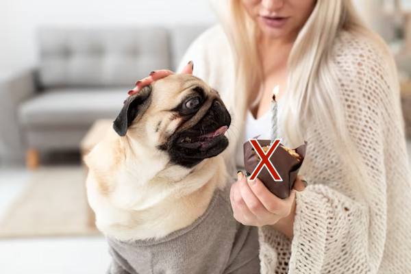 La cioccolata  un alimento che pu essere pericoloso per il Cane