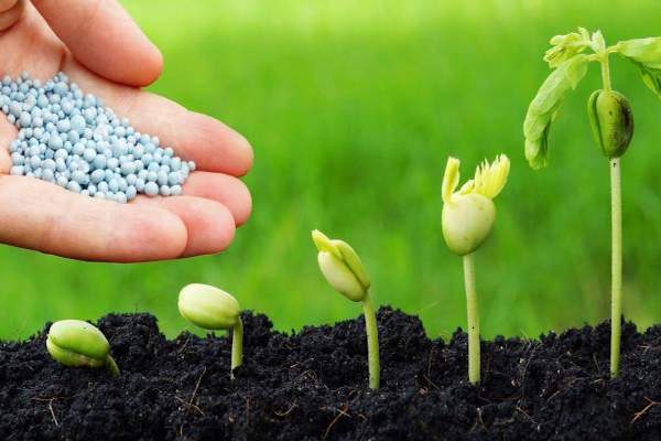 Concimi e fertilizzanti naturali aiutano lo sviluppo delle piante