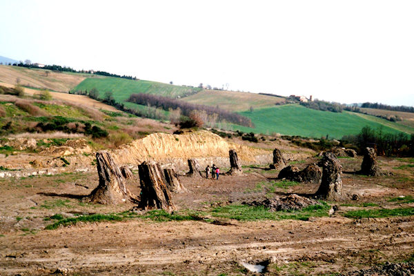 Foresta fossile di Duanarobba (Umbria)