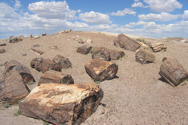 Silicizzazione dei tronchi della foresta pietrificata in Arizona