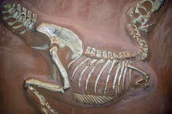 Fossile di Tarbosaurus