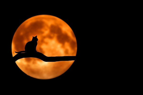 Perché i gatti sono più attivi di notte e come mitigare questo loro comportamento
