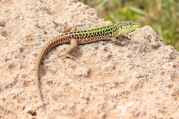 La Lucertola Campestre è uno dei sauri più diffusi in Italia