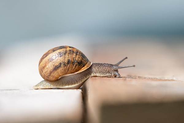 Le lumache lasciano una scia viscosa lungo il loro cammino, a cosa serve?