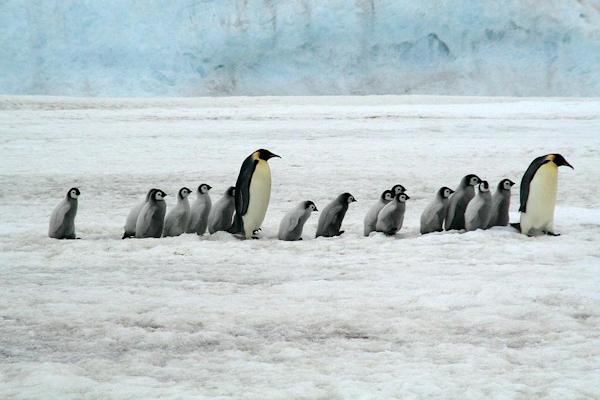 Non sempre i pinguini migrano in colonna, ma perché talvolta assumono questa condotta?