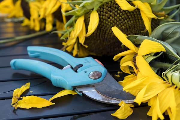 Guida alla potatura di fiori, siepi e piante da giardino 