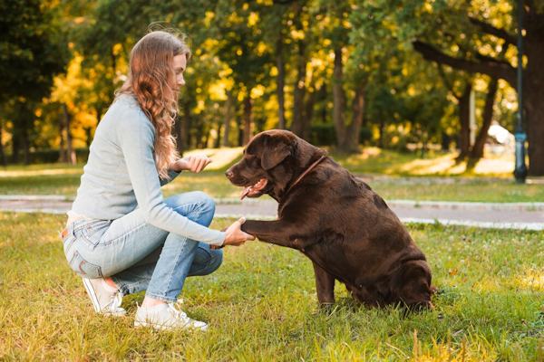 Utilizzare metodi di punizione severi con il cane  inefficace e danneggia la relazione con lui