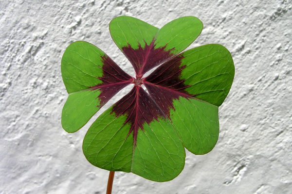 Quadrifoglio naturale - Oxalis Tetraphylla