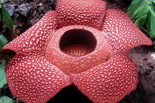 Rafflesia arnoldii