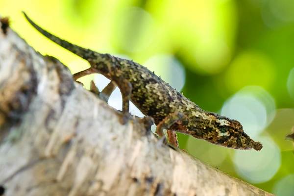 Rhampholeon spinosus