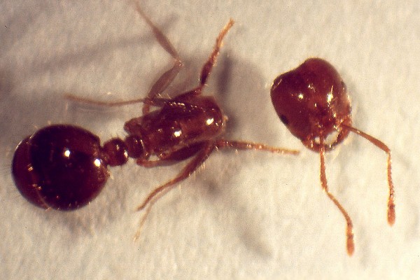 La formica Solenopsis invicta