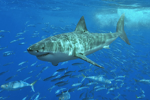 Il grande squalo bianco in Messico