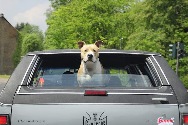 Trasportare il cane  un piacere, ma bisogna farlo in sicurezza rispettando le regole