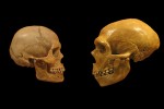 Comparazione dei crani Sapiens (sinistra) e Neanderthal (destra)