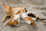 Allattamento dei cuccioli