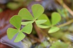 Quadrifoglio acquatico - Marsilea quadrifolia