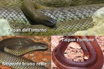 I tre serpenti pi velenosi al mondo