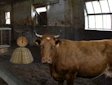 Gioco Fuga dalla fattoria