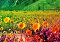 <b>Fuga dalla valle fiorita - Flower peak valley escape