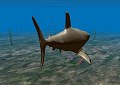 Squalo Megalodonte - Megalodon