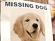 <b>Trova il cucciolo - Missing goldy
