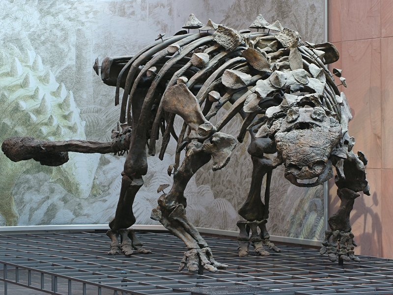 anchilosauro