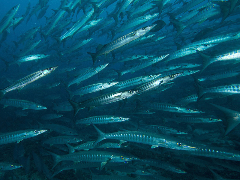 barracuda