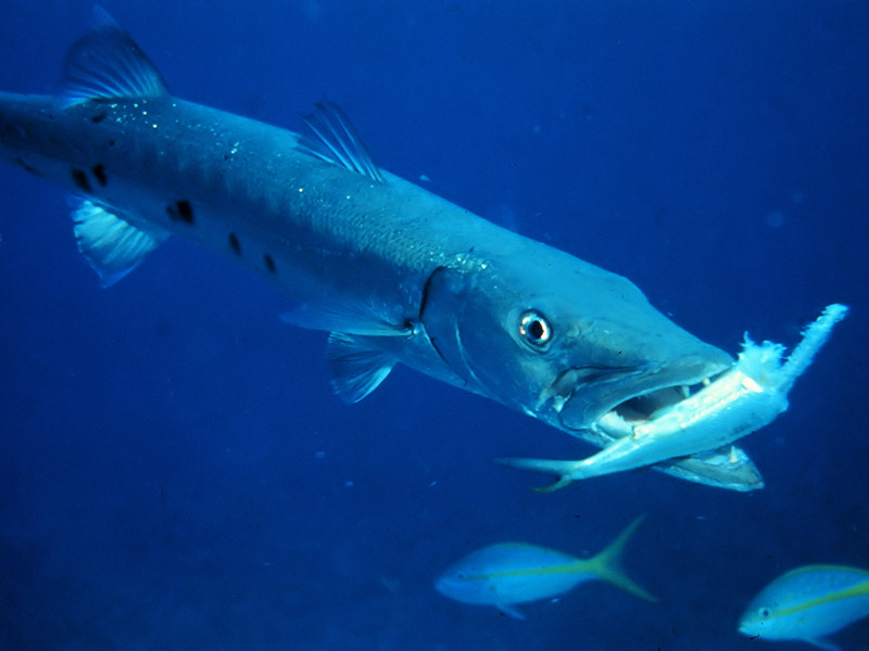 barracuda