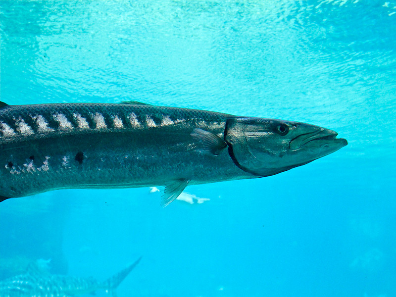 barracuda